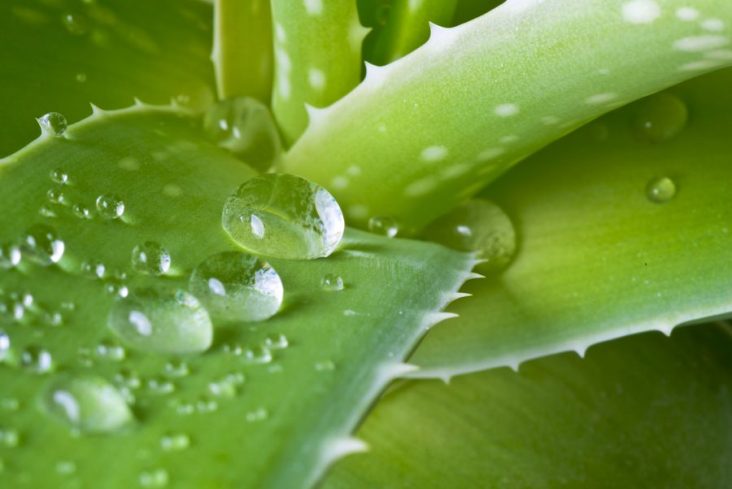 Aloe Ever-Shield